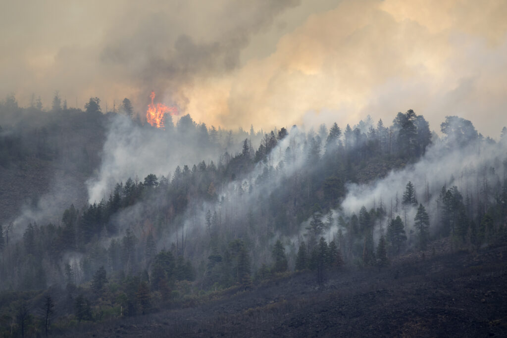 Forest fire burns out of control on wooded mountain as wind blows it through the pine trees